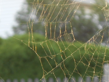 Picture, spiders, spider web, web, dew