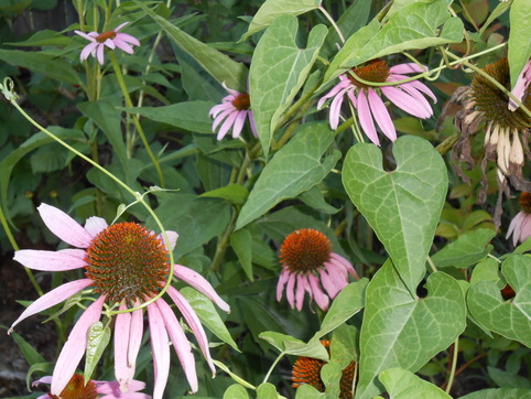 Picture, vines, ivy, coneflowers, flowers,
