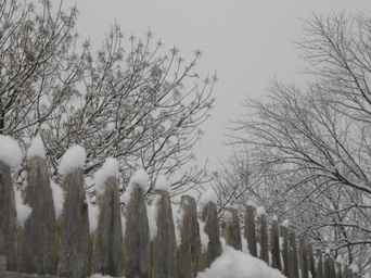 Picture, snow, trees, winter, fence, gray, sky, ice