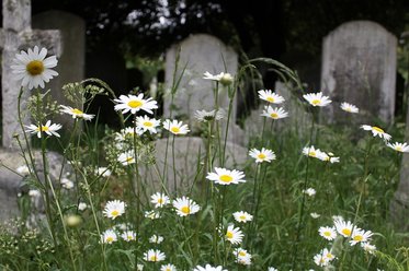 daisies, graves, cemetery, burial, death, tombstone, dead, coffins, caskets, funerals, weeds, vegetation, stones, cross
