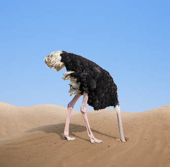 ostrich, ostrich head in sand, desert, Sahara, birds, avoidance, sand, dunes